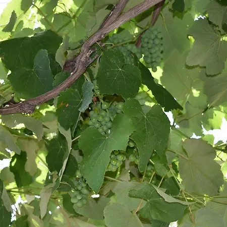 Lägenhet & Marinka *