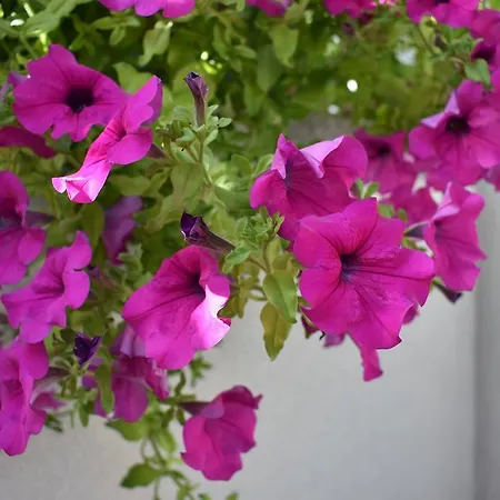 Lägenhet & Marinka *